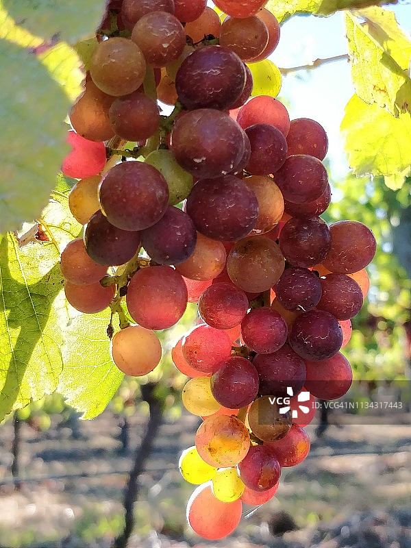 灰皮诺葡萄图片素材