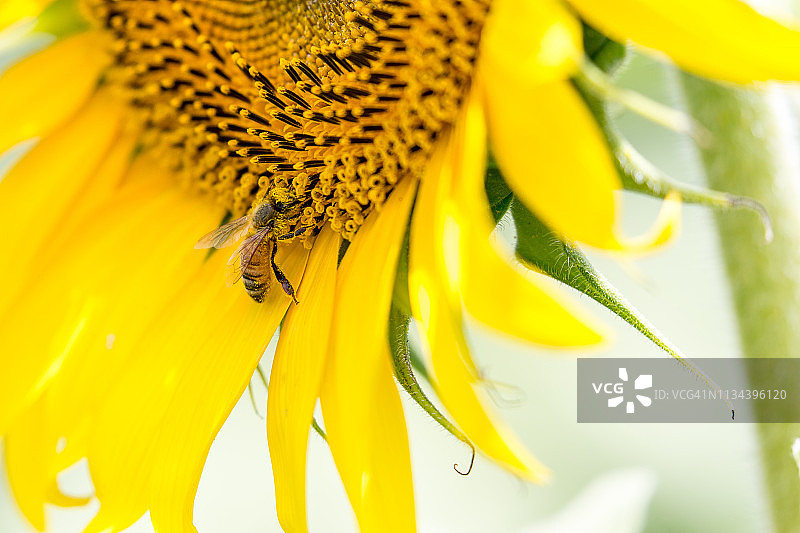 蜜蜂采集向日葵花粉图片素材