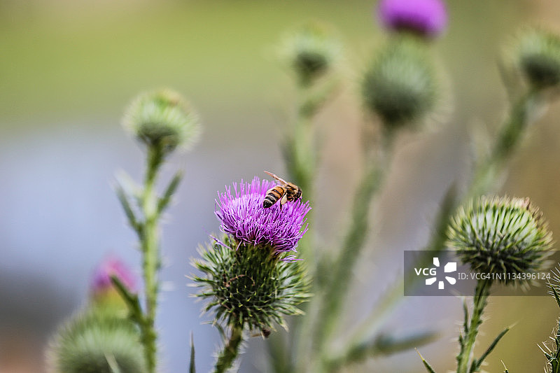 苏格兰蓟花上的蜜蜂图片素材