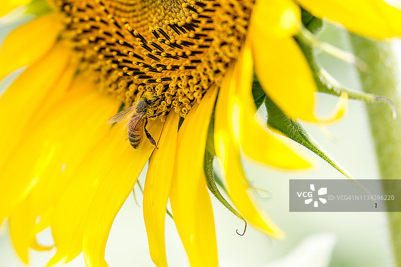 蜜蜂采集向日葵花粉图片素材
