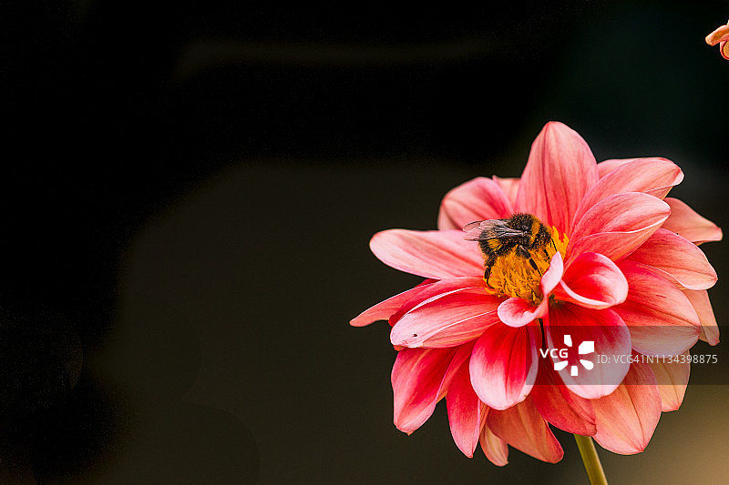 春天蜜蜂从菊花中采集花粉图片素材