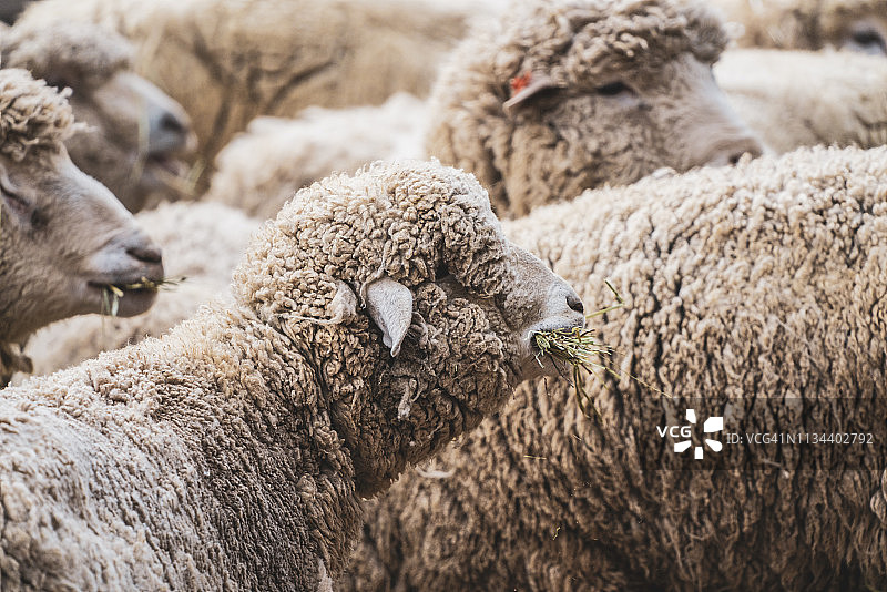 动物园里可爱的绵羊图片素材