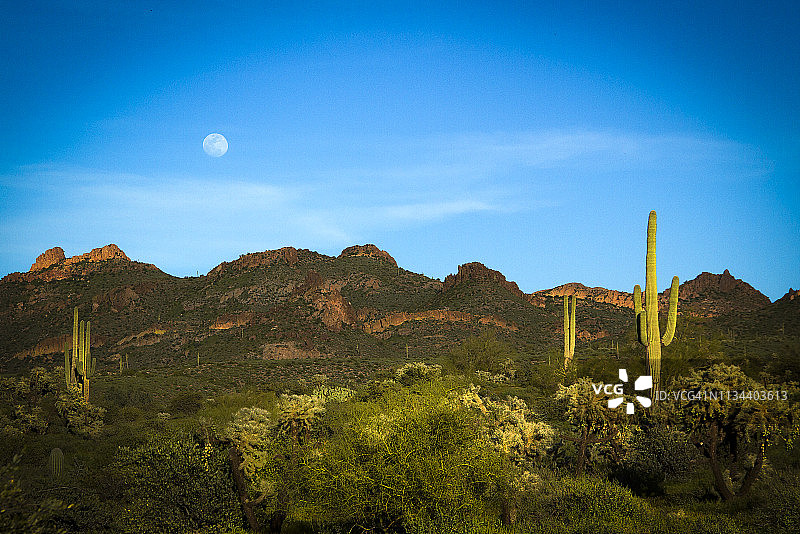 迷信山中的巨人柱仙人掌图片素材