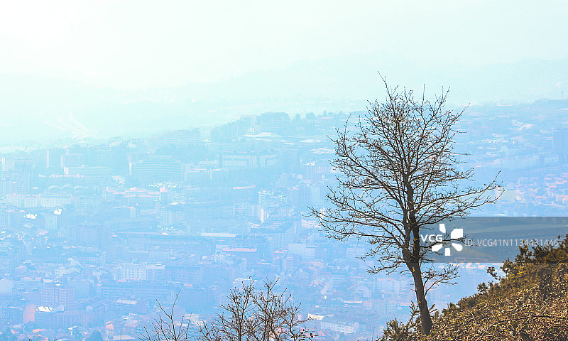 城市里的光秃秃的树图片素材