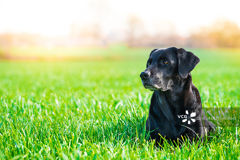 黑色拉布拉多图片素材