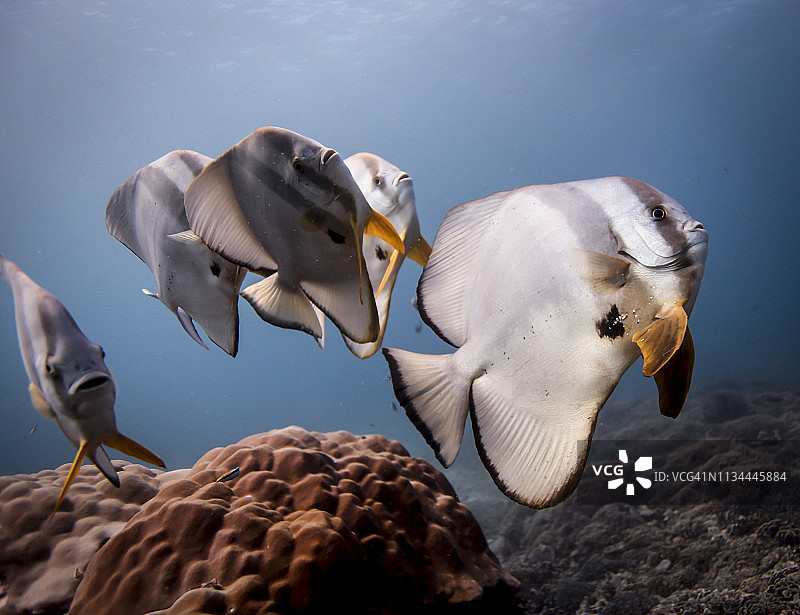印尼巴厘岛珊瑚上的长鳍蝙蝠鱼特写图片素材