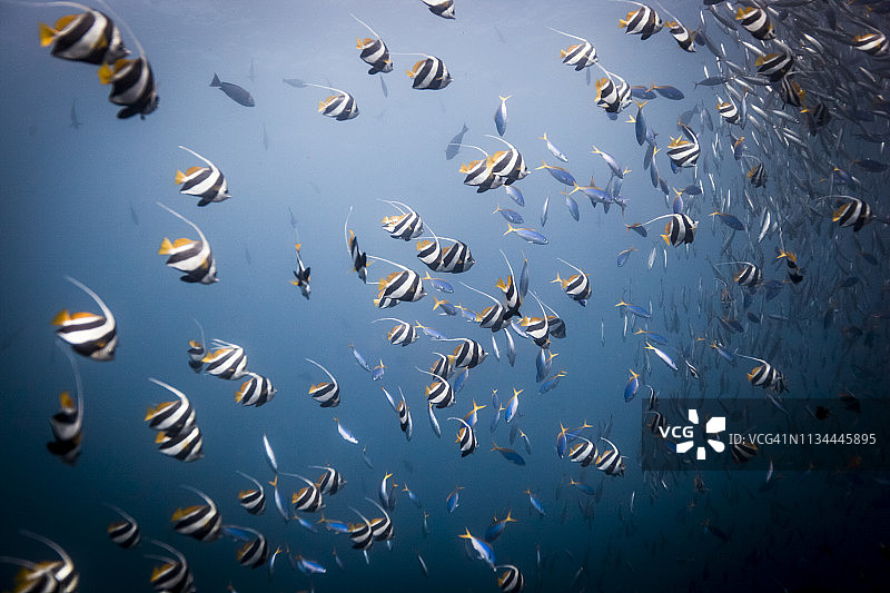 长鳍旗鱼或丝鳍蝴蝶鱼（Heniochus acuminatus）聚集在珊瑚礁上，印度尼西亚巴厘岛图片素材