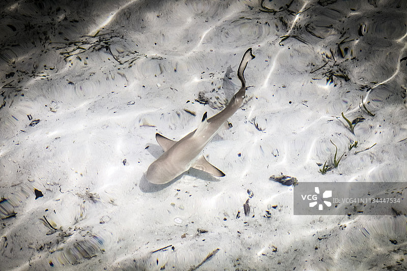 黑鳍礁鲨幼鱼，印尼西巴布亚拉贾安帕特图片素材