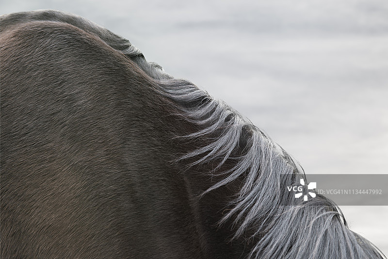 黑色马的颈部和肩部特写图片素材