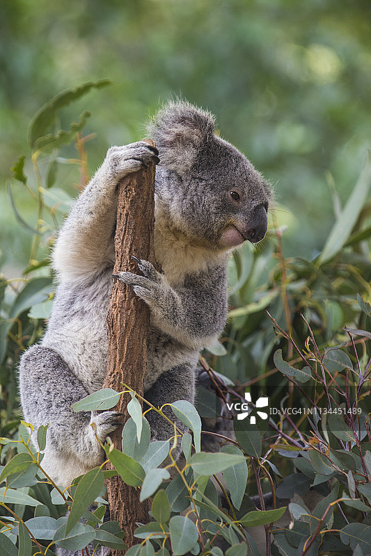 澳大利亚布里斯班龙柏考拉保护区考拉肖像图片素材