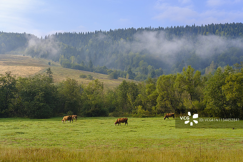 黑山罗扎耶草地上悠闲的牛群图片素材