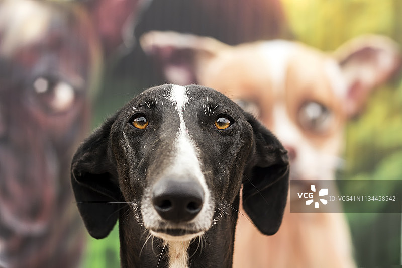 狗的画像图片素材