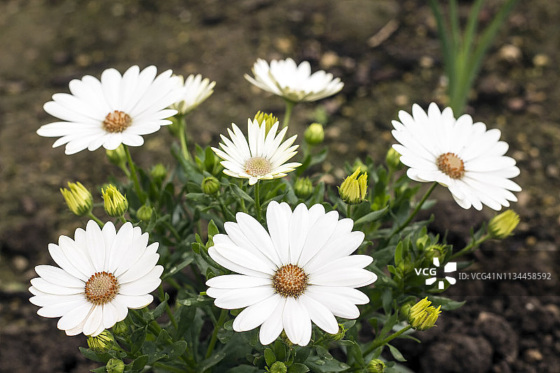 非洲菊（异型菊）图片素材