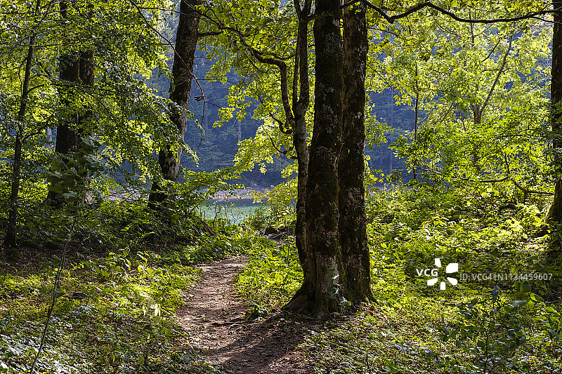 黑山科拉欣省比奥格勒湖森林小路图片素材