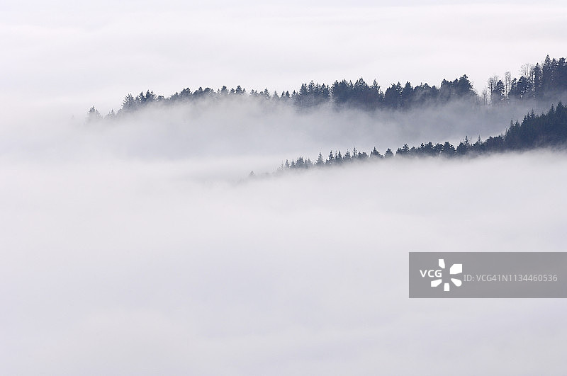 德国巴登-符腾堡州，黑森林山谷中雾气中突出的树木图片素材