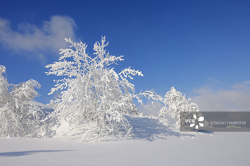 德国萨克森州厄尔士山脉冬季雪景树木图片素材