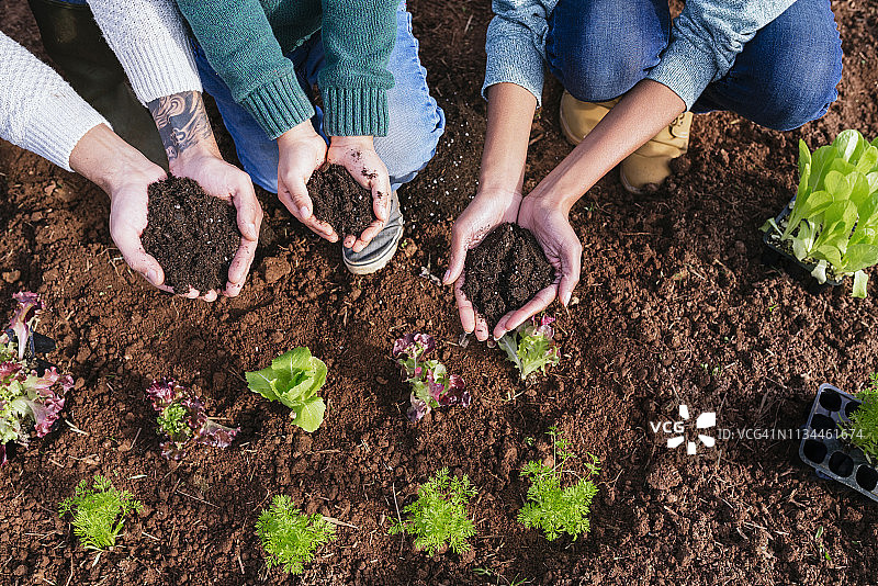 一家人在菜园里种植生菜苗，展示沾满泥土的双手图片素材