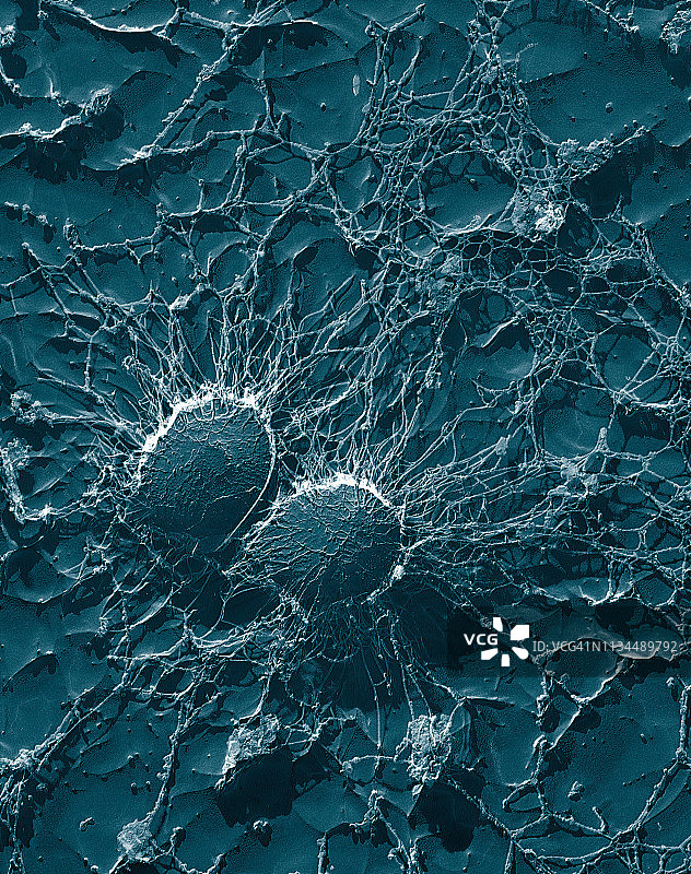 金黄色葡萄球菌细菌细胞图片素材