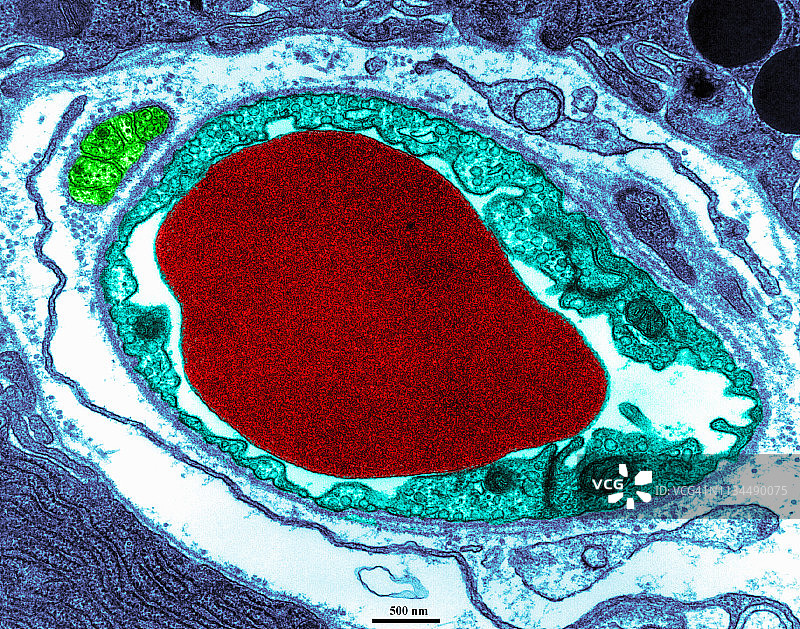 红细胞的TEM图像图片素材