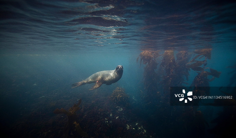水下游泳的胡克海狮图片素材