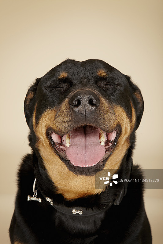 闭着眼睛的罗威纳犬特写图片素材