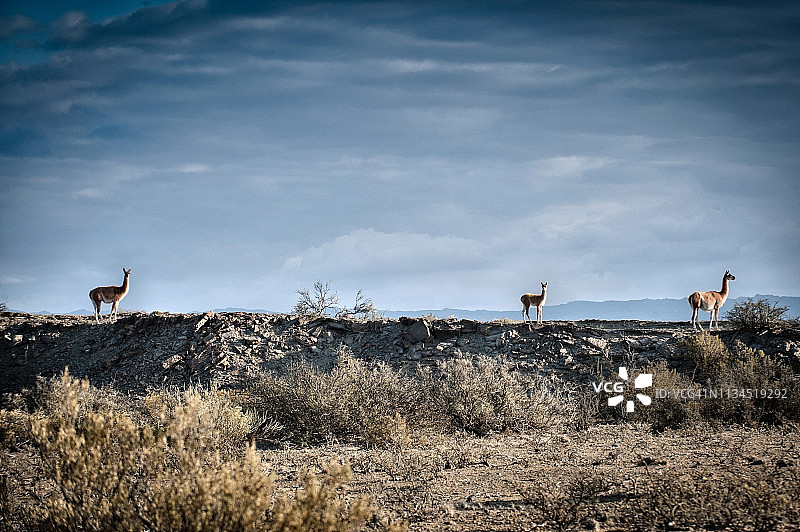 阿根廷圣胡安省月亮谷，原驼在地平线上的侧视图图片素材