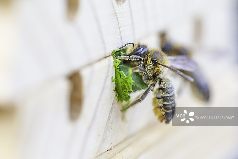 切叶蜂图片素材