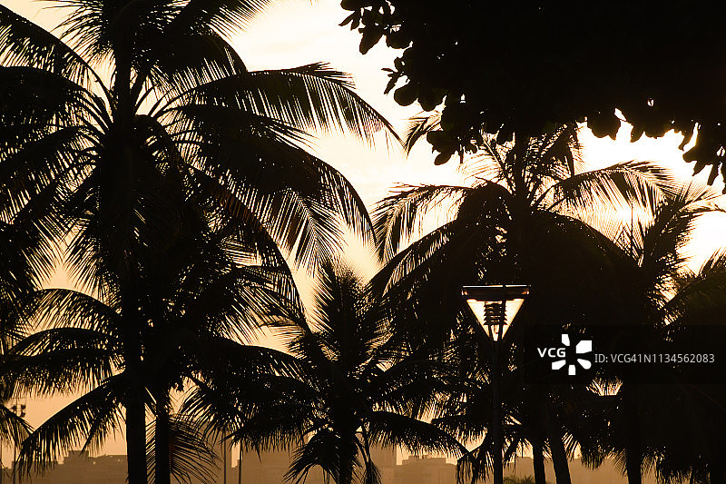 椰子树海滩日落图片素材