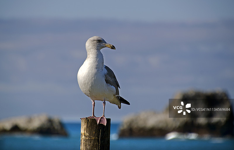 海鸥立于码头柱上图片素材