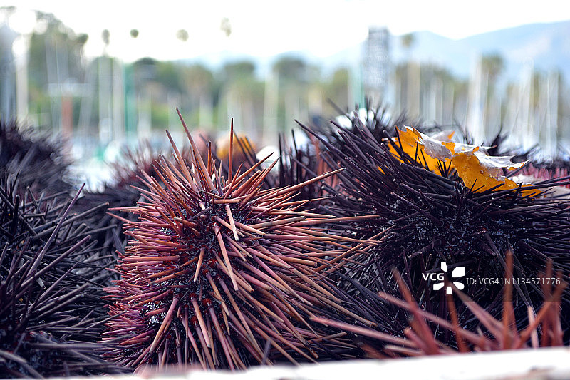 圣巴巴拉港的海胆图片素材