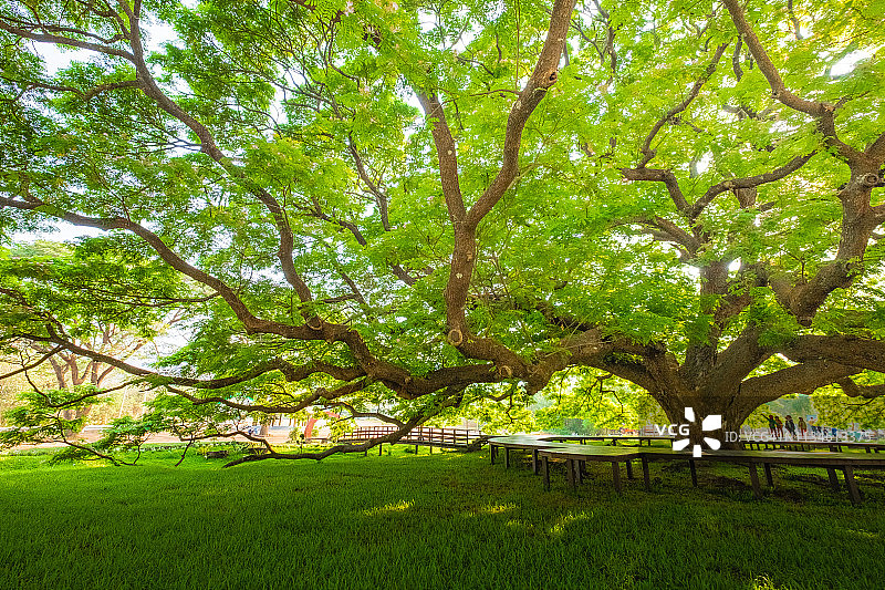 树木的低角度景观图片素材