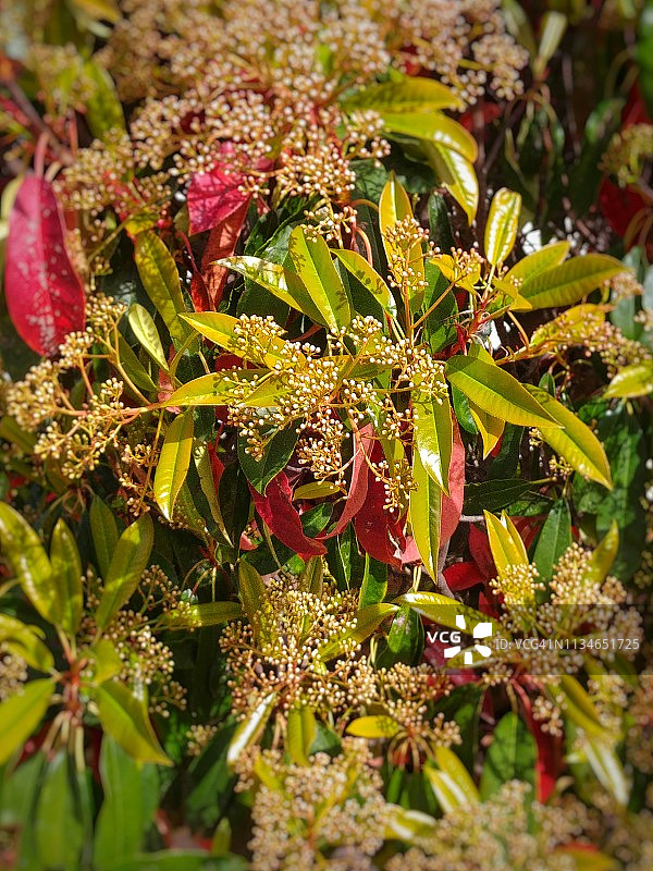 春天的红叶石楠灌木图片素材