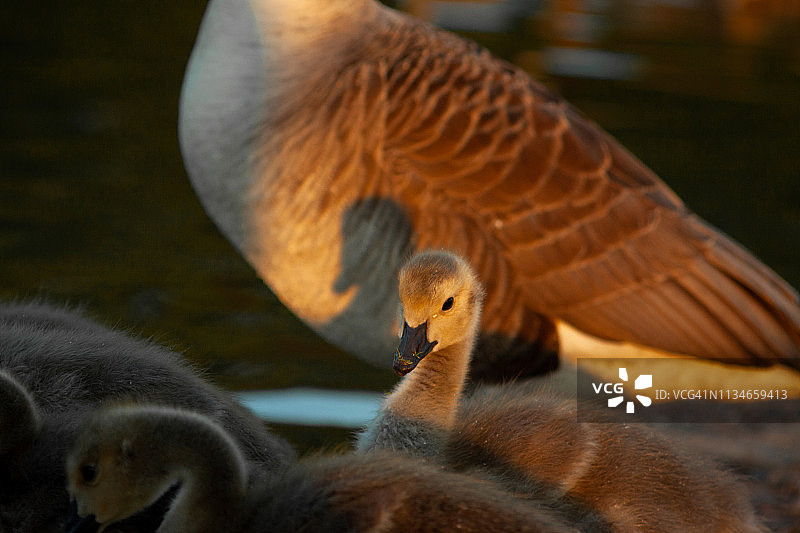 小鸭子特写图片素材