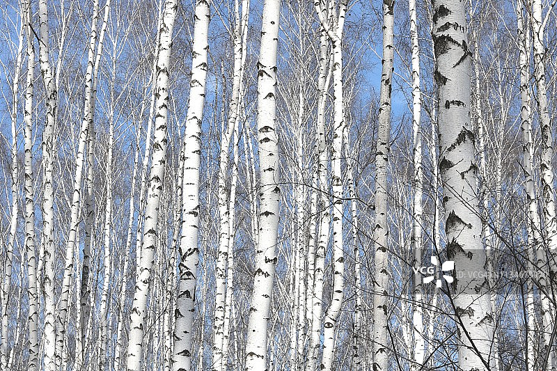 桦树林中的春季桦树图片素材