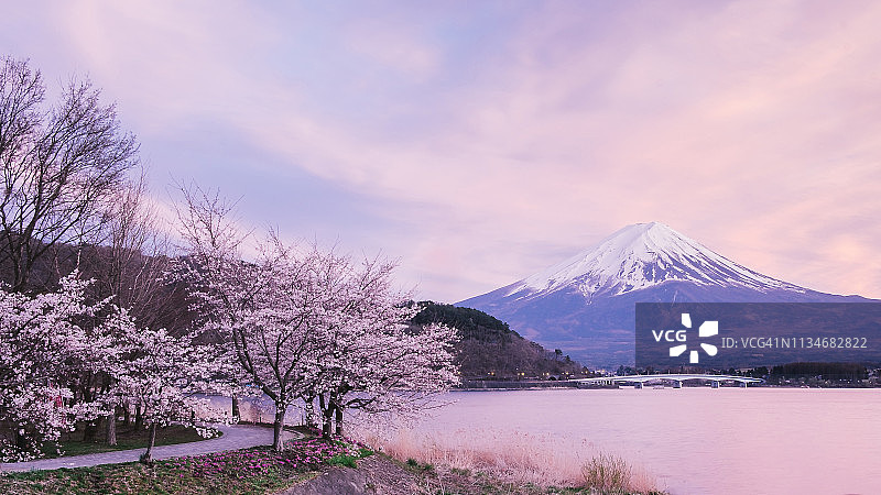 河口湖樱花观景点图片素材