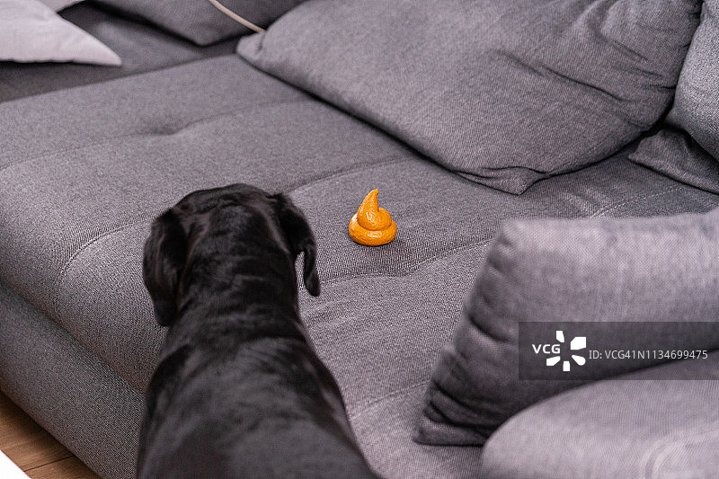 家具上的新鲜狗粪图片素材