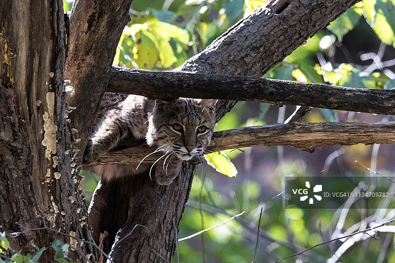 雪天里坐在树上的短尾猫图片素材