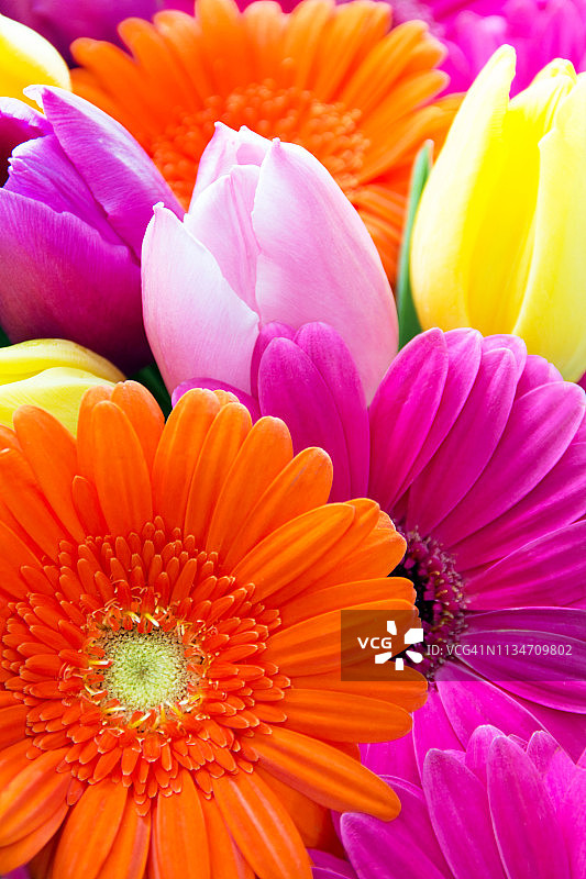 彩色非洲菊和郁金香花束图片素材
