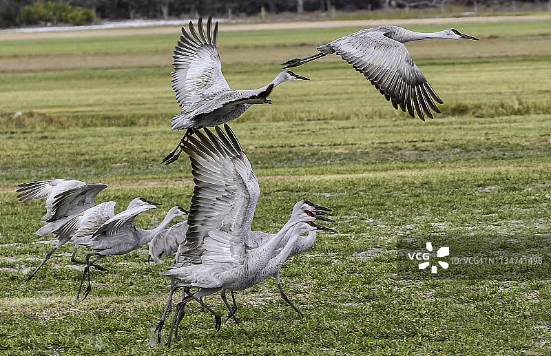 沙丘鹤起飞图片素材