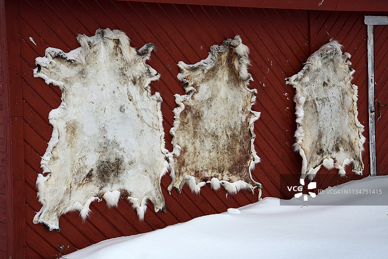 挪威北部，雅各布斯埃尔夫，驯鹿皮干燥图片素材