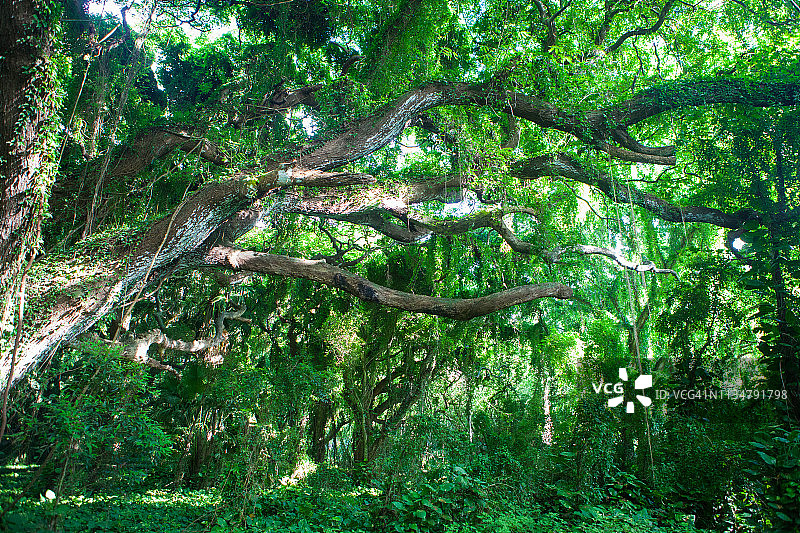卡帕鲁阿的霍诺卢瓦湾森林，树木上覆盖着藤蔓图片素材