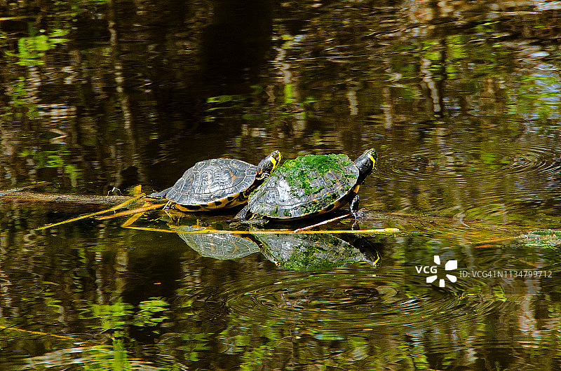 海龟的生活图片素材