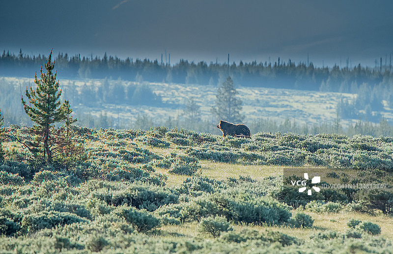 美国黄石公园的灰熊和两只幼崽图片素材