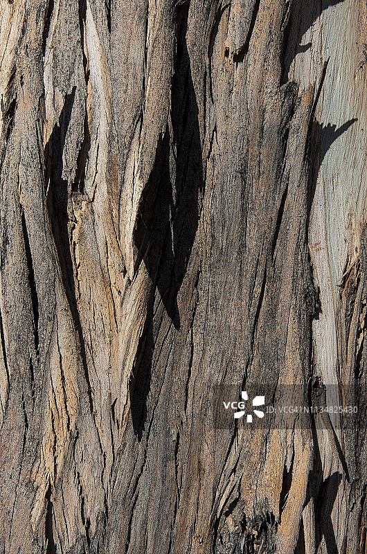 桉树树干上剥落的树皮细节图片素材