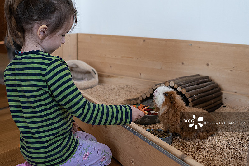 女孩在喂泰 सेल豚鼠图片素材