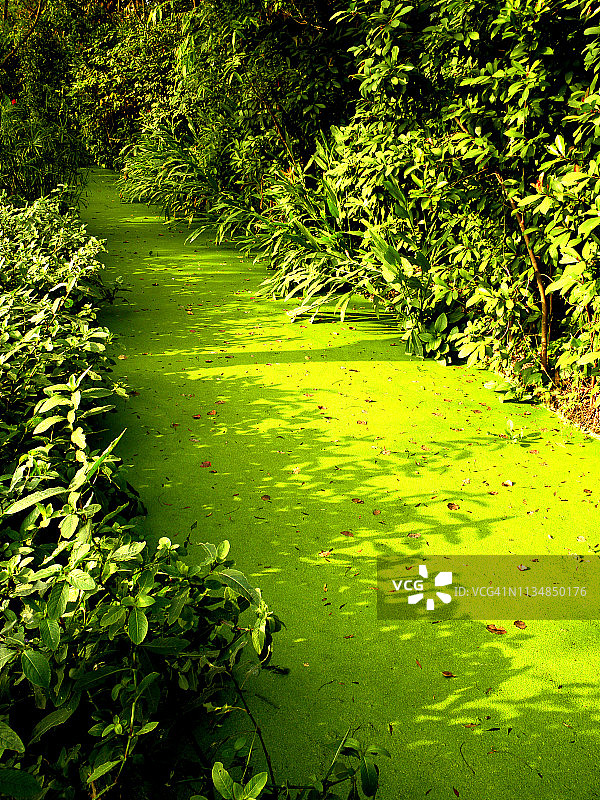 小溪中的绿色浮萍图片素材