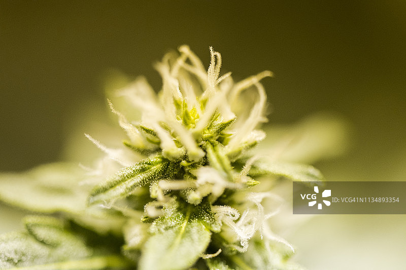 盛开的大麻果实特写图片素材