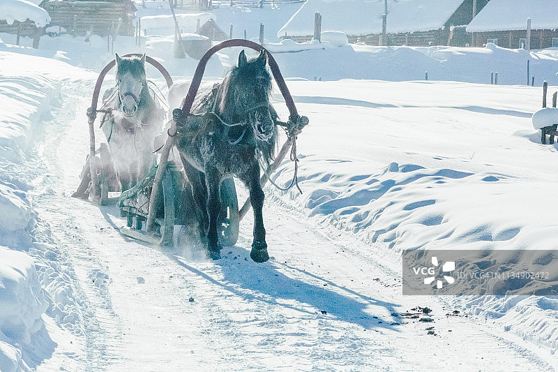 在雪街上行驶的雪橇马图片素材
