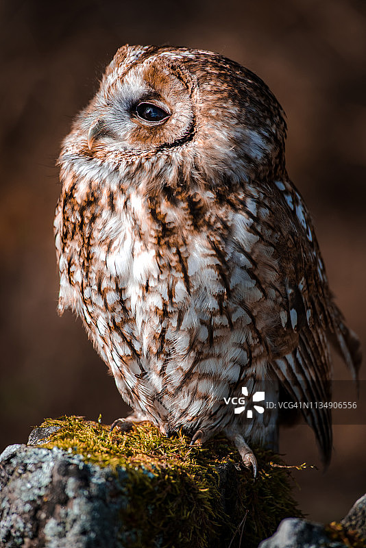 斑点猫头鹰图片素材