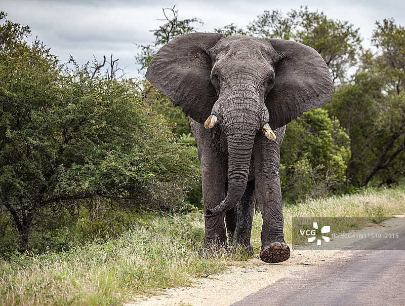 非洲雄象在南非克鲁格国家公园沿路行走，扇动着耳朵图片素材